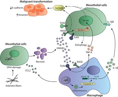 Tumor Immune Microenvironment and Genetic Alterations in Mesothelioma